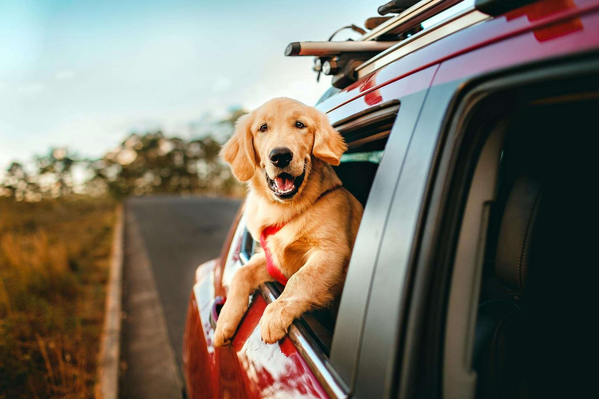 Pet Owners’ Guide to Car Detailing